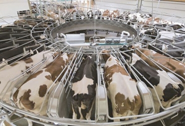 Acorde con Femeleche, México fue el principal comprador de leche de Estados Unidos. Foto: ganaderia.com Ganadería, ganadería colombia, noticias ganaderas, noticias ganaderas colombia, CONtexto ganadero, ganaderos, ganaderos mexicanos, méxico, leche en México, importaciones de leche en méxico, importaciones de leche mexicanas, importaciones de leche en polvo en méxico, leche en polvo en méxico, méxico compra leche estados unidos, compra leche estados unidos, ganadero colombia, exportaciones leche en méxico, país azteca