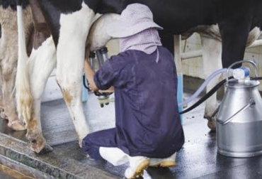 Durante la pandemia el sector lácteo ha demostrado que es estratégico en la seguridad alimentaria por los beneficios en salud y nutrición que ofrece a las personas. Foto: elheraldo.co lácteos, leche, consumo, COVID-19, Seguridad Alimentaria, nutrición, sostenibilidad, USDEC, GDP, Iica, producción responsable, oportunidades económicas, Ganadería, ganadería colombia, noticias ganaderas colombia, CONtexto ganadero