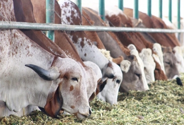 Los proyectos están enfocados en la implementación de tres laboratorios de biotecnología reproductiva animal. Foto: INIA. Ganadería, ganadería colombia, noticias ganaderas, noticias ganaderas colombia, CONtexto ganadero, Perú, genética ganadera perú, inia genética, inia genética ganadera perú, minagri genética perú