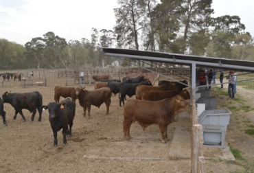Un ensayo realizado por la Asociación Brangus de Argentina permitió demostrar cómo con toros seleccionados se logra reducir en 20 % el consumo para producir la misma cantidad de carne. Foto: lanacion.com.ar conversión, Alimentos, pastos, Forrajes, Brangus, toros superiores, consumo individual, genotipos, adaptación, carcasa, circunferencia escrotal, altura, score de docilidad, Intam ganadería, ganadería colombia, noticias ganaderas colombia, CONtexto ganadero
