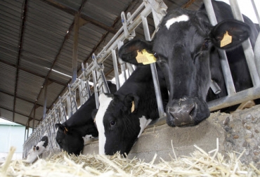 Los ganaderos de leche en España no son ajenos a los problemas de precios con la industria láctea de su país y millonarias demandas se registran por este hecho. Foto: sabemos.es España, leche, lácteos, precios, industria, ganaderos, demandas, coronavirus, horeca, leche en polvo, consumo, Ganadería, ganadería colombia, noticias ganaderas colombia, CONtexto ganadero