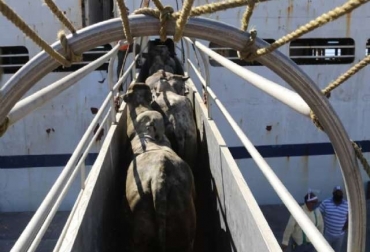 La exportación de animales se viene adelantando a países con aftosa. Foto: bolipuertos.gob.ve. Ganadería, ganadería colombia, noticias ganaderas, noticias ganaderas colombia, CONtexto ganadero, armando chacín, carlos oduardo albornoz, aftosa, Venezuela aftosa, fiebre aftosa en Venezuela, venezuela exporta ganado en pie, hacia dónde envío ganado en pie venezuela, irak ganado venezuela, irak compra ganado de venezuela, erradicación fiebre aftosa, venezuela libre de fiebre aftosa