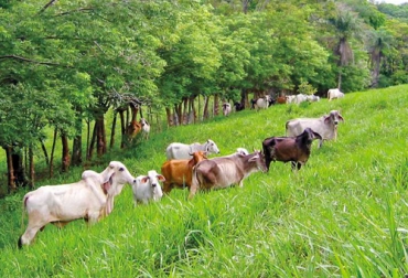 La importancia de la ganadería y de la proteína animal luego de la pandemia fue uno de los aspectos destacados por expertos internacionales. Foto: fontagro.org USDA, Iica, Producción pecuaria, proteína animal, sistemas agrícolas, comunidades rurales, Seguridad Alimentaria, nutrición, USDEC, lácteos, cárnicos, carne, creación de riqueza, Ganadería, ganadería colombia, noticias ganaderas colombia, CONtexto ganadero