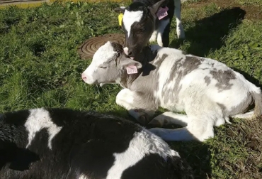 Los científicos buscan producir vacunos sin color negro que absorbe mayor radiación solar y ocasiona mayor estrés calórico a los animales . Foto: newscientist.com Edición genética vacas grises, AgResearch, Nueva Zelanda, terneros holstein grises, vacas cambio climático, vacas calentamiento global, edición genética, modificación genética en vacas, modificación genética bovinos, mejoramiento genético ayuda al medio ambiente, CRISPR, Vacas modificadas genéticamente, historia de las vacas transgénicas, toro transgénico, vaca transgénica, Genómica ganadería, genoma del ganado, ganado bovino, ganadería bovina, Ganadería, ganadería colombia, noticias ganaderas