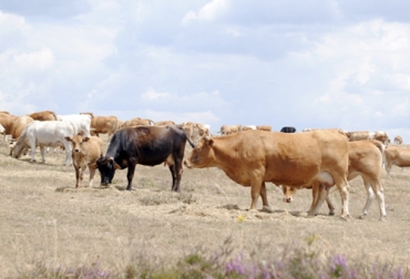Dentro de la nueva Política Agraria Común (PAC) de la Unión Europea, España le apuesta a una ganadería extensiva y de pastoreo por todos los beneficios que ello trae tanto en la parte de la salud como del bienestar animal. Foto: agroinformacion.com Política Agraria Común, unión europea, España, ganadería extensiva, Ganadería intensiva, subsidios, ayudas, dehesa, conservación de ecosistemas, pago compensatorio, pastos, descontamina, Bienestar Animal, Ganadería, ganadería colombia, noticias ganaderas colombia, CONtexto ganadero