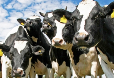 Desde la academia desarrollan, en Argentina, alternativas terapéuticas a base de Vitamina D para tratar problemas de mastitis. Foto: solocampo.com.ar mastitis, Universidad Nacional de Villa María, alternativas terapéuticas, vitamina D, antibióticos, sistema inmune, vacas, pérdidas económicas, sector lácteo, péptidos microbianos, bacterias, ubre, Ganadería, ganadería colombia, noticias ganaderas colombia, CONtexto ganadero