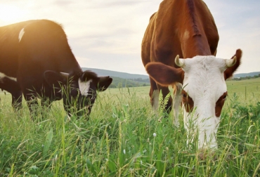 Dado que los estadounidenses prefieren carne de ganado alimentado con pasto, esta oportunidad puede ser aprovechada por exportadores colombianos. Foto: alimente.elconfidencial.com Carne de ganado alimentado con pasto, carne pasto ganado, exportaciones carne Estados Unidos, exportaciones de carne de Colombia, carne Estados Unidos, equipo australiano, preferencia de consumidores de Estados Unidos por la carne de ganado alimentado con pasto, ganaderos, ganaderos colombia, ganado, bovinos, ganado bovino, Ganadería, ganadería colombia, noticias ganaderas, noticias ganaderas colombia, CONtexto ganadero, contextoganadero