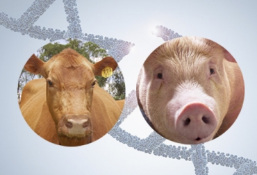 A partir del próximo año, el USDA vigilará los procesos de edición genética en animales de granja en Estados Unidos. Foto: Fedegán - FNG - cdn.farmjournal.com - Asoporcicultores edición genética, edición genética ganado, edición genética Estados Unidos, Bienestar Animal, transgénesis, modificación genética en vacas, modificación genética bovinos, mejoramiento genético, CRISPR, Vacas modificadas genéticamente, Departamento Agricultura Estados Unidos, USDA, ganaderos, ganaderos colombia, ganado, bovinos, ganado bovino, Ganadería, ganadería colombia, noticias ganaderas, noticias ganaderas colombia, CONtexto ganadero, contextoganadero