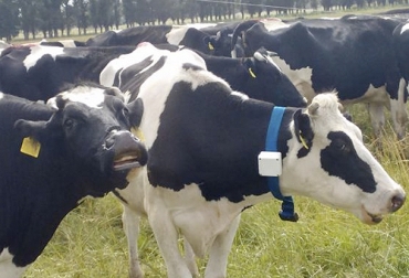 Diversas tecnologías viene aplicando la ganadería argentina en sus hatos para lograr una mayor precisión en los procesos y así ganar en rentabilidad y competitividad. Foto: defrentealcampo.com.ar ganadería de precisión, drones, caravanas electrónicas, bastón lector, geoposicionamiento animal, pastoreo, vacas, condición corporal, cámaras 3D, monitoreo, disponibilidad de pasto, alambrados virtuales, balanza, bebedero, suplementación, sensores, Ganadería, ganadería colombia, noticias ganaderas colombia, CONtexto ganadero