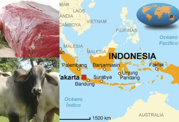 La noticia resulta particular para el gremio ganadero en Colombia, que tiene a Indonesia como destino prioritario de la carne bovina. Foto: sites.google.com - mercadovirtual.gt - para-viajar.com ganadería México, Admisibilidad carne bovina Colombia Indonesia, Admisibilidad carne Colombia, fedegan, FEP, Mercados exportación carne Colombia, Indonesia carne México, exportación de bovinos Colombia, Ganadería, ganadería colombia, exportación carne bovina, carne vacuna, economía internacional, comercio internacional, total exportaciones carne Colombia, destinos carne Colombia, ganaderos, ganaderos colombia, ganado, bovinos, ganado bovino, noticias ganaderas, noticias ganaderas colombia, CONtexto ganadero