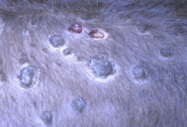 La Dermatosis Nodular Contagiosa es una enfermedad que prendió las alarmas en India ya que en las primeras semanas del año ya se han registrado varios casos, aunque a América todavía no ha llegado. Foto: cresa.cat Dermatosis Nodular Contagiosa, India, infección viral, piel grumosa, dolencia, nódulos, cabeza, cuello, extremidades, ubres, genitales, virus, insectos, mosquitos, moscas, garrapatas, alimentos contaminados, tratamiento, úlceras, abomaso, neumonía, tendones, cojera, Ganadería, ganadería colombia, noticias ganaderas colombia, CONtexto ganadero