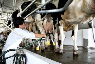 Un novedoso esquema de crédito tienen los ganaderos de leche de Uruguay que pueden hacer sus pagos de acuerdo con la producción y el precio del alimento. Foto: negocios.elpais.com.uy Proleco, Conaprole, BID Invest, crédito, Uruguay, industria láctea, financiamiento, tasas de interés, periodo de gracia, producción de leche, precio al productor, vacas, Infraestructura, Capital de Trabajo, maquinaria, Objetivos de Desarrollo Sostenible, Ganadería, ganadería colombia, noticias ganaderas colombia, CONtexto ganadero