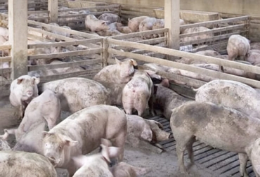 La nueva cepa de la PPA es menos letal que la causante de la pandemia en 2018 y 2019 en China, pero sigue siendo perjudicial para la producción de carne de cerdo. Foto: animalshealth.es Nueva cepa de peste porcina africana en China 2021, cepa PPA, cepa peste porcina africana, China, cerdos, Peste Porcina Africana, sacrificio de cerdos, Pekín, peste porcina africana en China 2021, gripe porcina, gripa porcina, amenaza gripa porcina, nueva gripa porcina, descrubrimiento gripa porcina, descubrimiento G4, G4 nueva gripa porcina, ganaderos, ganaderos colombia, ganado, bovinos, ganado bovino, Ganadería, ganadería colombia, noticias ganaderas, noticias ganaderas colombia, CONtexto ganadero, conte