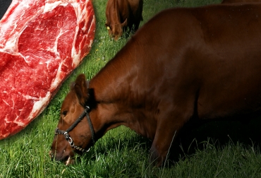La tendencia mundial ha mostrado que la carne de res alimentada con pasto tiene mayor predilección entre los consumidores. Foto: Foto creada por valeria_aksakova / freepik.es - Fedegán Carne pasto 2021, carne de vaca alimentada con pasto, mercado de la carne alimentada con pasto, carne pasto mundo, consumo de carne de vaca, beef 2021, consumo carne de vaca alimentada con pasto 2020-2027, estudio sobre carne de vaca alimentada con pasto, ganaderos, ganaderos colombia, ganado, bovinos, ganado bovino, Ganadería, ganadería colombia, noticias ganaderas, noticias ganaderas colombia, CONtexto ganadero, contextoganadero