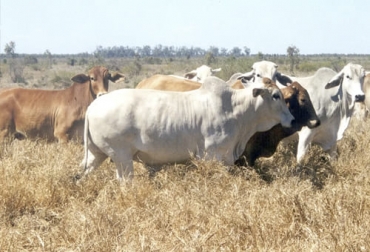 El hato ganadero en Australia, compuesto de razas europeas y cebuinas para producción de carne, se ha reducido drásticamente en los últimos años. Foto: theconversation.com Australia se está quedando sin ganado 2021, Australia bovinos 2021, Australia ganado bovino 2021, hato ganadero en Australia, hato ganado bovino Australia, hato Australia 2021, Exportación ganado Australia 2021, Australia, carne australiana, razas australianas, ganaderos, ganaderos colombia, ganado, bovinos, ganado bovino, Ganadería, ganadería colombia, noticias ganaderas, noticias ganaderas colombia, CONtexto ganadero, contextoganadero