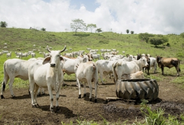 Las fincas ganaderas en Costa Rica se podrán certificar como libres de deforestación en un intento más por conquistar mercados internacionales. Foto: elpais.cr certificación, deforestación, silvopastoril, Forrajes, pasturas, mercado internacional, pastoreo, Ganadería Sostenible, fincas ganaderas, CORFOGA, Instituto de Normas Técnicas, alimentación, Buenas Prácticas Ganaderas, Bienestar Animal, Trazabilidad, Ganadería, ganadería colombia, noticias ganaderas colombia, CONtexto ganadero