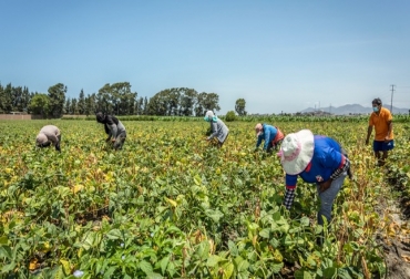 La propuesta busca identificar genes de local adaptación frente al Cambio Climático. Foto: gob.pe Ganadería, ganadería colombia, noticias ganaderas, noticias ganaderas colombia, CONtexto ganadero, Perú, agro, agro peruano, enfermedades agro del perú