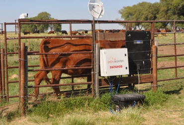El Inta desarrolló una báscula que permite tomar diferente información del ganado y ser leída desde cualquier lugar en que se encuentre el productor, como parte de la ganadería de precisión. Foto: intainforma.inta.gob.ar Balanza inteligente, INTA, vacas, innovación tecnológica, eficiencia productiva, monitoreo, Trazabilidad, preñez, cría, peso, bebedero, chip, información, Genética, ternero, Ganadería, ganadería colombia, noticias ganaderas colombia, CONtexto ganadero