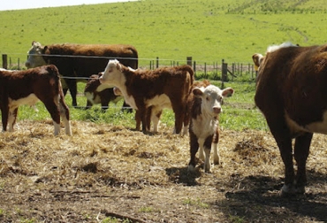 En Argentina, Australia y Brasil, los tres grandes exportadores de carne, los ganaderos están empezando a retener vientres y crías luego de un año récord en ventas de ganado. Foto: amanecerrural.com.ar Argentina Australia Brasil, retención de vientres, retención de terneros, producción carne 2021, exportaciones de carne 2021, Australia ganado bovino 2021, hato ganadero en Australia, hato ganado bovino Australia, hato Australia 2021, Exportación ganado Australia 2021, Exportaciones carne Argentina 2020, Exportaciones carne Brasil 2020, exportaciones de carne vacuna en 2021, exportaciones de carne bovina, argentina, Brasil, ganaderos, ganaderos colombia, ganado, vacas, vacas Colombia, bovinos, ganado bovino