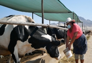 El propósito es asegurar 2.3 millones de hectáreas e invertir más de 50 millones de soles en este proyecto. Foto: gob.pe Ganadería, ganadería colombia, noticias ganaderas, noticias ganaderas colombia, CONtexto ganadero, seguros, seguros agropecuarios, seguros ganaderos, seguros para ganaderos, seguros para ganaderos peruanos, perú asegura a 83000 ganaderos, ganadería Perú