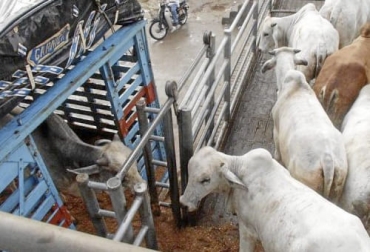 El estudio realizado en la Estación de Investigación Lethbridge en Canadá comprobó que los novillos preacondicionados no tenían problema después de un recorrido de 48 horas por tierra. Foto: casanare24horas.com Investigación transporte ganado, investigación transporte vacas, transporte vacas, Bienestar Animal, transporte animal, transporte bovino, transporte terrestre, codigo terrestre, estrés bovino, Canadá, transporte vacas carretera, transporte terrestre ganado, ganaderos, ganaderos colombia, ganado, vacas, vacas Colombia, bovinos, Ganadería, ganadería colombia, noticias ganaderas, noticias ganaderas colombia, CONtexto ganadero, contextoganadero
