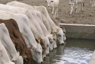 La tecnología aplicada a la ganadería contribuye por ejemplo a pesar, por medio de una cámara, el peso de los animales cuando están bebiendo agua. Foto: inforural.com.mx Cámaras, peso del ganado, animales, ganancia de peso, eficiencia, producción de carne, rodeo, Agrolam, sensores, tiempo real, software, algoritmo, Machine Learning, alimentación, AgTech, Tecnología, Ganadería, ganadería colombia, noticias ganaderas colombia, CONtexto ganadero