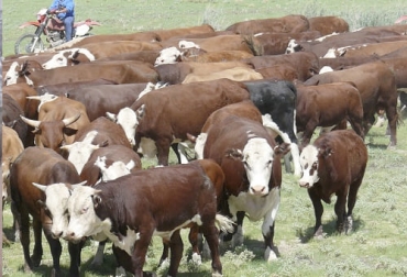 Ante la escasez de ganados para exportar a su mayor comprador de animales en pie, Indonesia, las empresas australianas han empezado a ajustarse aún más a las exigencias de sus clientes, tanto en peso como en tipo de animales que buscan. Foto: elrincondelnorte.com Exportación ganado Australia Indonesia, Australia, Indonesia, exportación de ganado, importación de ganado, Australia ganado bovino 2021, hato ganadero en Australia, hato ganado bovino Australia 2021, Beef Australia 2021, exigencia Indonesia, Indonesia ganado 2021, ganaderos, ganaderos colombia, ganado, vacas, vacas Colombia, bovinos, Ganadería, ganadería colombia, noticias ganaderas, noticias ganaderas colombia, CONtexto ganadero, contextoganadero