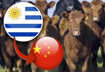 Uruguay intenta diversificar sus mercados de exportación de ganado en pie y China es una buena opción para incrementar las ventas. Foto: gatewaytosouthamerica-newsblog.com - Uruguay, exportación, ganado en pie, carne, China, Turquía, vacas lecheras, vaquillonas, reproducción, Nueva Zelanda, Comercio, vía marítima, competitivos, Oportunidades, Terneros, Irak, Egipto, ganado de engorde, machos, hembras, Ganadería, ganadería colombia, noticias ganaderas colombia, CONtexto ganadero