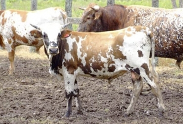 Durante el Foro Ganadero Iberoamericano se podrá conocer la situación de las razas criollas de los diferentes países y las posibilidades de crecimiento. Foto: uco.es/conbiand Foro ganadero iberoamericano, Asocriollanos, Conbiand, recursos genéticos, resultados, investigación, Producción, comercialización, emprendimiento, valoración, Seguridad Alimentaria, Búfalos, equinos, bovinos, porcinos, ovinos, caprinos, aves, Ganadería, ganadería colombia, noticias ganaderas colombia, CONtexto ganadero