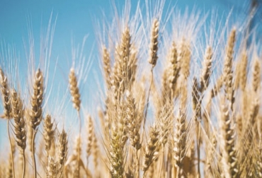 Para los grandes frigoríficos de Brasil, el trigo se convertiría en la alternativa para alimentar a los animales debido al alto costo del maíz. Foto: freepik.es/whatwolf Brasil trigo 2021, trigo en lugar de maíz, Precio maíz 2021, precio maíz abril 2021, maíz, soya, carne de pollo, concentrados, alimentos balanceados, precio maíz Colombia, Costos de Producción, lechería, materias primas, Brasil, trigo, mercados internacionales, ganaderos, ganaderos colombia, ganado, vacas, vacas Colombia, bovinos, Ganadería, ganadería colombia, noticias ganaderas, noticias ganaderas colombia, CONtexto ganadero, contextoganadero
