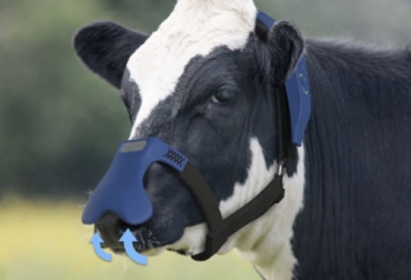 Este dispositivo se coloca en el hocico de las vacas para filtrar hasta el 50 % de metano que emiten al eructar tras consumir alimento. Foto: News in 24 English Eructos de las vacas, eructos, máscaras para las vacas, máscaras, gases de efecto invernadero, Cargill, Zelp, máscaras para bovinos, Metano entérico, rumiantes, FAO calentamiento global, eructos de los bovinos, ganado bovino, ganadería bovina, ganaderos, ganaderos colombia, ganado, vacas, vacas Colombia, bovinos, Ganadería, ganadería colombia, noticias ganaderas, noticias ganaderas colombia, CONtexto ganadero, contextoganadero