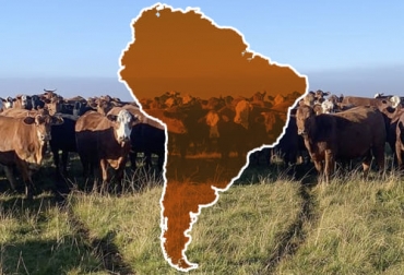 Representantes de diferentes gobiernos sudamericanos defenderán la producción de carne en la cumbre de la ONU. Foto: rurales.elpais.com.uy - pngwing.com Sudamérica carne, producción de carne en Sudamérica, carne América Latina, carne sostenible, cumbre ONU, consumo carne, producción carne, defensa de la ganadería, defensa de la carne bovina, ganadería sostenible, carne Argentina, carne Uruguay, ganado bovino, ganadería bovina, ganaderos, ganaderos colombia, ganado, vacas, vacas Colombia, bovinos, Ganadería, ganadería colombia, noticias ganaderas, noticias ganaderas colombia, CONtexto ganadero, contextoganadero