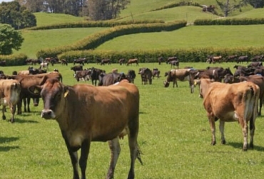 La empresa de procesamiento y comercio de ganado más grande de Nueva Zelanda quiere llegar a Estados Unidos con carne producida con cero emisiones de carbono. Foto: ganadosycarnes.com Carne cero emisiones, carne cero emisiones de carbono, Nueva Zelanda, Estados Unidos, importación de carne Estados Unidos, producción de carne carbono neutro, producción de carne cero emisiones de carbono, ganado bovino, ganadería bovina, carne, leche, ganaderos, ganaderos colombia, ganado, vacas, vacas Colombia, bovinos, Ganadería, ganadería colombia, noticias ganaderas, noticias ganaderas colombia, CONtexto ganadero, contextoganadero