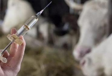 Aunque se han logrado avances importantes, el desarrollo de la vacuna es muy desafiante para el equipo de Nueva Zelanda que busca con este inoculante mitigar las emisiones de metano de las vacas. Foto: icovv.com Metano vacas, reducción de emisiones de metano en vacas, vacuna metano vacas, vacuna para mitigar emisiones de metano, eructos, eructos vacas, Nueva Zelanda, vacuna metano Nueva Zelanda, reducir gases de efecto invernadero, ganado bovino, ganadería bovina, carne, leche, ganaderos, ganaderos colombia, ganado, vacas, vacas Colombia, bovinos, Ganadería, ganadería colombia, noticias ganaderas, noticias ganaderas colombia, CONtexto ganadero, contextoganadero