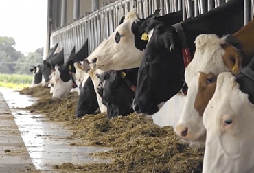 El aditivo se mezcla con la ración del animal y solo un cuarto de cucharadita al día es suficiente para lograr la reducción de las emisiones de metano. Foto: facebook.com/DSMcompany - Captura de pantalla Aditivo para eliminar emisiones de metano en vacas, suplemento emisiones metano, Bovaer producción ganadera, suplemento, suplemento alimenticio, suplemento bajas de gases efecto invernadero, suplemento disminuye metano, ganado bovino, ganadería bovina, carne, leche, ganaderos, ganaderos colombia, ganado, vacas, vacas Colombia, bovinos, Ganadería, ganadería colombia, noticias ganaderas, noticias ganaderas colombia, CONtexto ganadero, contextoganadero