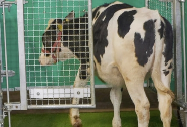 En un trabajo experimental en Alemania se le enseñó a las vacas a ir al baño con el fin de reducir la contaminación en la finca y ahora el objetivo es empezar a probar de manera masiva este trabajo. Foto: lavanguardia.com vacas, ir al baño, contaminación, amoniaco, Cambio climático, óxido nitroso, gas de efecto invernadero, heces, orina, desechos, establo, aire, granjas, letrina, entrenamiento, cebada triturada, electrolitos, recompensa, Terneros, audífonos, Ganadería, ganadería colombia, noticias ganaderas colombia, CONtexto ganadero