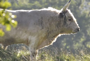Esta vaca es de la raza chillingham que, según un artículo de la BBC, podría tener menos ejemplares en el mundo que los osos panda. Foto: Stephen Hall Razas bovinas extintas, razas bovinas en vía de extinción, razas bovinas en peligro de extinción, razas criollas extincion, vacas en peligro de extinción, vacas extintas, razas bovinas criollas, razas criollas colombianas, chillingham, ganado Reino Unido, ganado bovino, ganadería bovina, carne, leche, ganaderos, ganaderos colombia, ganado, vacas, vacas Colombia, bovinos, Ganadería, ganadería colombia, noticias ganaderas, noticias ganaderas colombia, CONtexto ganadero, contextoganadero