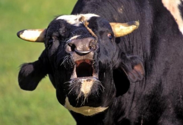 La noticia fue confirmada por el Mapa y fue notificada a la OIE. Foto: Picture-alliance/wildlife/J.Mallwitz. Confirmado caso de vaca loca en brasil, Ganadería, ganadería colombia, noticias ganaderas, noticias ganaderas colombia, CONtexto ganadero, vaca loca, vaca loca en brasil, caso de vaca loca en brasil, que es la vaca loca, enfermedad de vaca loca, exportaciones brasil, exportaciones de carne desde brasil, consecuencias de la vaca loca, vaca loca en belo horizonte, vaca loca en mato grosso,