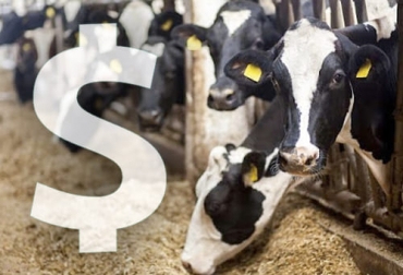 Los ganaderos de Estados Unidos dedicados a la lechería recibirán apoyo del gobierno por la reducción de precios que tuvieron durante la pandemia. Foto: perulactea.com USDA, ganaderos, leche, volatilidad, mercado, Pandemia, COVID-19, precios, reembolso, Seguridad, cobertura, Costos de Producción, Heno, industria láctea, compensacion, productores, límites, política pública, pérdidas, Ganadería, ganadería colombia, noticias ganaderas colombia, CONtexto ganadero
