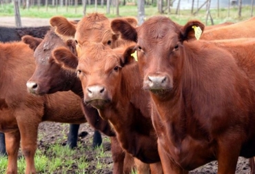 El estudio se enfocó en un sistema con cría a campo en pasturas naturales e implantadas y recría más engorde en feedlot. Foto: INTA. Ganadería, ganadería colombia, noticias ganaderas, noticias ganaderas colombia, CONtexto ganadero, huella de carbono, carne, carne argentina, huella de carbono carne argentina, inta, inta argentina, INTI, ganadera Tigonbú,