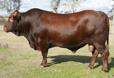 Fueron 50 las crías de raza Belmont Red puros que nacieron en Paraguay provenientes de semen de Australia. Foto: ganaderia.com Ganadería, ganadería colombia, noticias ganaderas, noticias ganaderas colombia, CONtexto ganadero, raza australiana de ganado, Belmont red raza australiana, Belmont red en paraguay, nacen los primeros Belmont red en paraguay