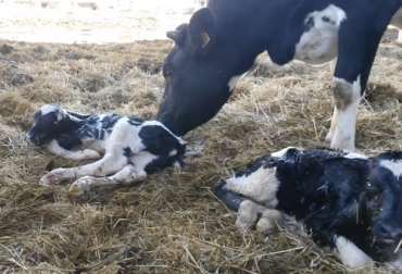 La investigación adelantada por los científicos australianos ha buscando determinar si se peuden obtener más partos gemelares con determinadas líneas genealógicas de bovinos. Foto: ganaderia.win Partos gemelares en vacas, rendimiento partos gemelares en bovinos, gemelos bovinos Australia, partos de gemelos en vacas, partos gemelares en bovinos, gestación gemelar vacas, preñeces múltiples en bovinos, gestaciones múltiples en bovinos, gemelos bovinos, mellizos bovinos, ganado bovino, ganadería bovina, carne, leche, ganaderos, ganaderos colombia, ganado, vacas, vacas Colombia, bovinos, Ganadería, ganadería colombia, noticias ganaderas, noticias ganaderas colombia, CONtexto ganadero, contextoganadero