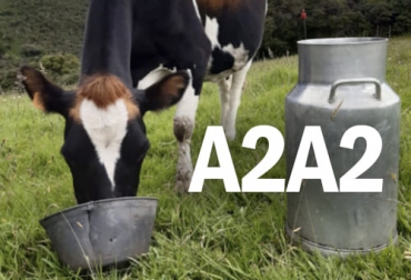 Desde la academia, en Ecuador, le apuestan a la producción de la leche A2A2, libre de betacaseína A1 que algunas personas no pueden consumir. Foto: revistageneticabovina.com Universidad de las Américas, UDLA, Ecuador, leche A2A2, betacaseína A1, proteína, identificación genética, vacas, transgénicos, mutación, raza bos Taurus, genetistas, selección, característica cromosómica, Nueva Zelanda, Australia, comercialización, genotipificación, argentina, Chile, estados unidos, China, España, marca propia, ganaderos gallegos, Ganadería, ganadería colombia, noticias ganaderas colombia, CONtexto ganadero