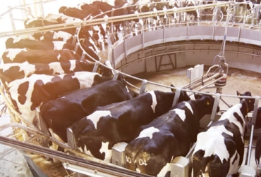 Según el reporte de TC Jacoby, la producción de leche ha disminuido en países como Australia, Estados Unidos, Nueva Zelanda y Países Bajos. Foto: nedap-livestockmanagement.com producción de leche, desaceleración, Australia, Europa, estados unidos, Nueva Zelanda, argentina, tendencia al alza, Brasil, demanda, lácteos, Reapertura, crisis económica, exportaciones, procesadores, ordeño, leche entera en polvo, Leche en polvo descremada, leche UAT, suero en polvo, quesos, ganado bovino, ganadería bovina, carne, leche, ganaderos, ganaderos colombia, ganado, vacas, vacas Colombia, bovinos, Ganadería, ganadería colombia, noticias ganaderas, noticias ganaderas colombia, CONtexto ganadero,