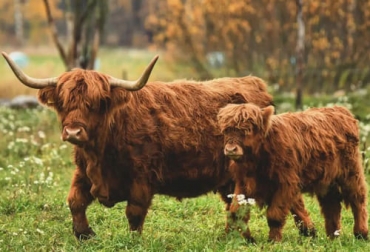 De acuerdo con algunas estimaciones, el total de bovinos highland en todo el mundo estaría alrededor de los 50 000 ejemplares. Foto: instagram.com/riuttahighland/ Raza highland, vacas de peluche, vacas Highland, vacas pelo, vacas pelaje, Raza bovina rara, Razas bovinas extintas, razas bovinas criollas, ganado Escocia, ganado peluche, ganado Reino Unido, vacas highland en venta, vaca emo, raza de vacas pequeña, vaca con capul, ganado bovino, ganadería bovina, carne, leche, ganaderos, ganaderos colombia, ganado, vacas, vacas Colombia, bovinos, Ganadería, ganadería colombia, noticias ganaderas, noticias ganaderas colombia, CONtexto ganadero, contextoganadero