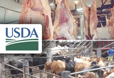 El Usda ajustó al alza la producción de carne y los precios del ganado para lo que resta del presente año. Foto: agrositio.com.ar - es.linkedin.com - caquetaaldia.com USDA, precios, carne, Producción, demanda, peso, sacrificio, canal, futuros, Bolsa Mercantil de Chicago, comercio internacional, Intercambio comercial, China, países asiáticos, Carne de cerdo, exportaciones, importaciones, consumo, pollos de engorde, incubación, Turquía, Ganadería, ganadería colombia, noticias ganaderas colombia, CONtexto ganadero