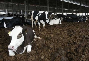 El proyecto quiere generar energía de forma limpia y eliminar el metano que genera el estiércol. Foto: elproductor.com ganadería, ganadería colombia, noticias ganaderas, noticias ganaderas colombia, contexto ganadero, ganadería, biogas, estiercol de vaca, estiercol de ganado, bosta de vaca, bosta de bovinos, convertir estiercol de vaca en energia, bmw convierte estiercol de vaca en energia para sus carros