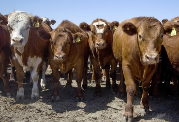 La propuesta de la industria cárnica en Argentina es elevar de 300 a 400 kg el peso al sacrificio del ganado para mantener el consumo interno sin sacrificar las exportaciones. Foto: infocampo.com.ar Exportaciones carne Argentina 2022, Exportaciones carne Argentina 2021, exportaciones carne argentina, precio ganado, industria cárnica Argentina, gobierno Argentina, gobierno Alberto Fernández, precio mundial del ganado, ganado bovino, ganadería bovina, carne, leche, ganaderos, ganaderos colombia, ganado, vacas, vacas Colombia, bovinos, Ganadería, ganadería colombia, noticias ganaderas, noticias ganaderas colombia, CONtexto ganadero, contextoganadero