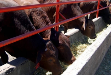 La escasez de algunos insumos y medicamentos veterinarios tiene en dificultades a algunos ganaderos de Estados Unidos en momentos importantes para su negocio como es la época de fin de año. Foto: ganaderia.com ganaderos, estados unidos, medicamentos, insumos, penicilina, veterinarios, suplementos nutricionales, escasez, bovino, porcicola, cadena de suministro, Productores de carne, materias primas, Pandemia, COVID-19, enfermedades respiratorias, lácteos, Pen-G, antibiótico, infecciones bacterianas, amoxicilina, Lisina, harina de soya, Ganadería, ganadería colombia, noticias ganaderas colombia, CONtexto ganadero