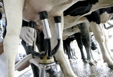 En 2020-21 Nueva Zelanda ha registrado la producción más alta de su historia con una menor cantidad de vacas. Foto: agrodigital.com Ganadería, ganadería colombia, noticias ganaderas, noticias ganaderas colombia, CONtexto ganadero, ganadería ambiente, nutrición, aportes nutricionales de la carne al cuerpo humano, aportes nutricionales de la leche al cuerpo humano, ganadería crecimiento economico, ganadería sostenibilidad ambiental